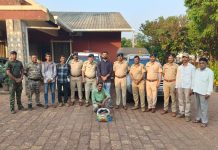 Panchgani news : महाबळेश्वरमध्ये खवले मांजराच्या खवल्यांची तस्करी उघड; डोंबिवलीच्या आरोपीला वनविभागाकडून बेड्या